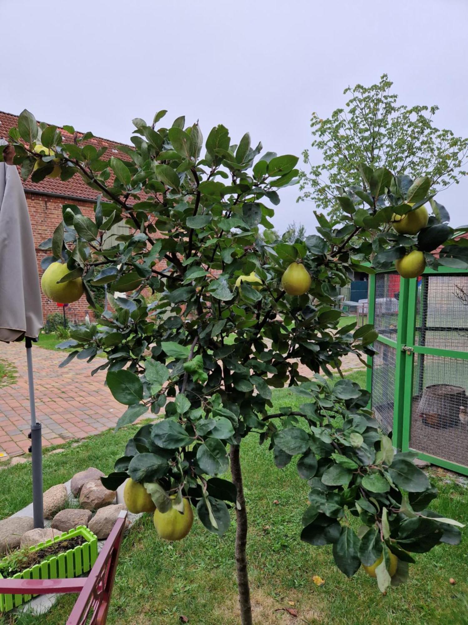 Maerchenhaft Urlauben Auf Dem Alpakahof Apartment Rambow Ngoại thất bức ảnh